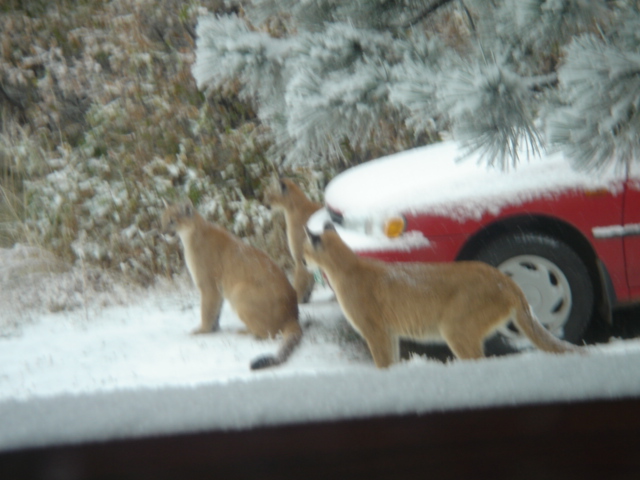 mtnlions
